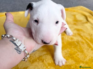 English Bull Terrier dogs - Advert 5