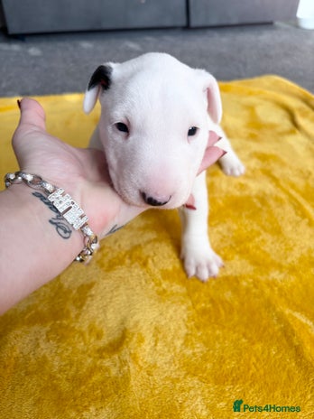 English Bull Terrier dogs - Advert 2