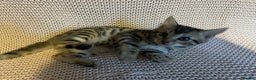 Bengal cats for sale: Bengal x Maine Coon Cross - Advert 10