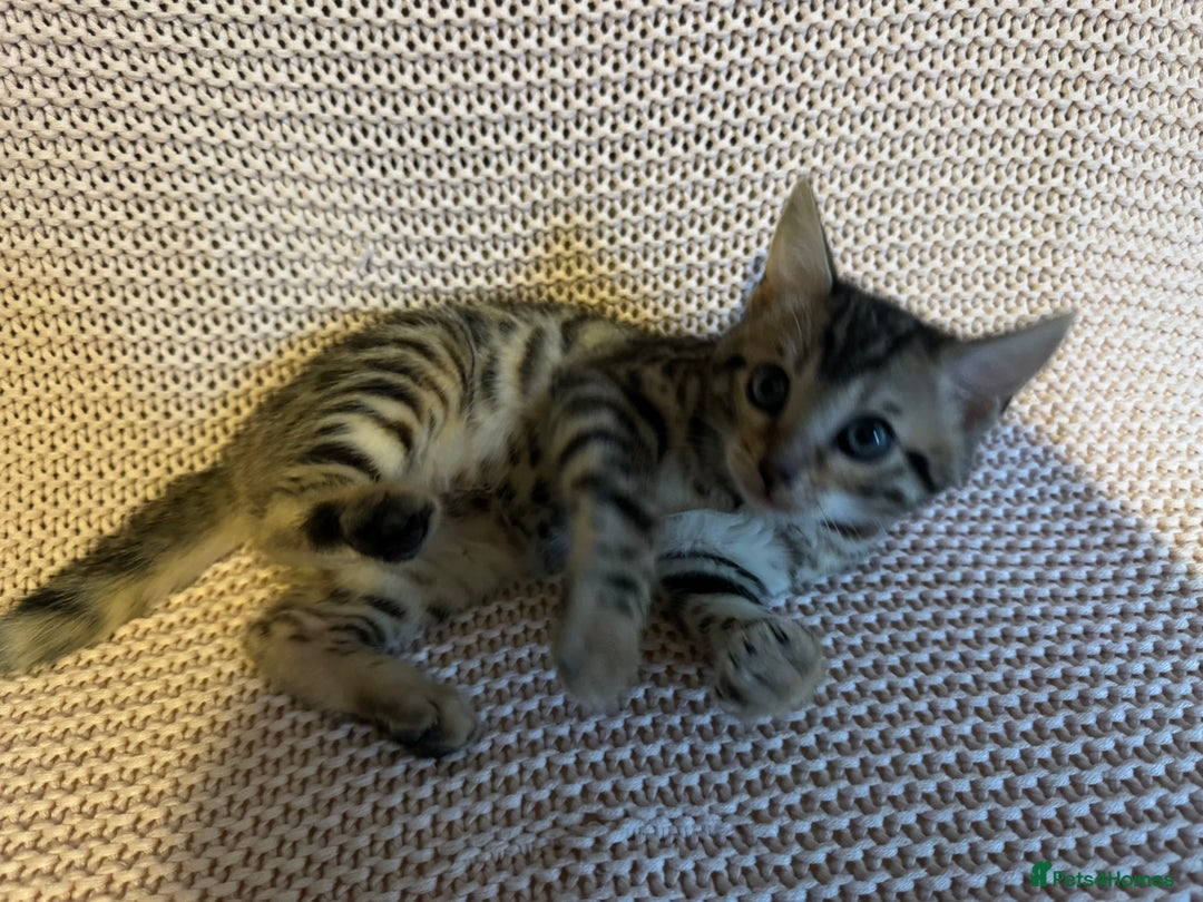 Bengal cats for sale: Bengal x Maine Coon Cross - Advert 10