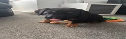 Mixed Breed dogs for sale: 6 gorgeous old tyme bulldog x GSD - Advert 11