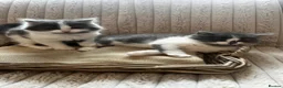 Mixed Breed cats for sale: Chunky fluffy kittens  - Advert 1
