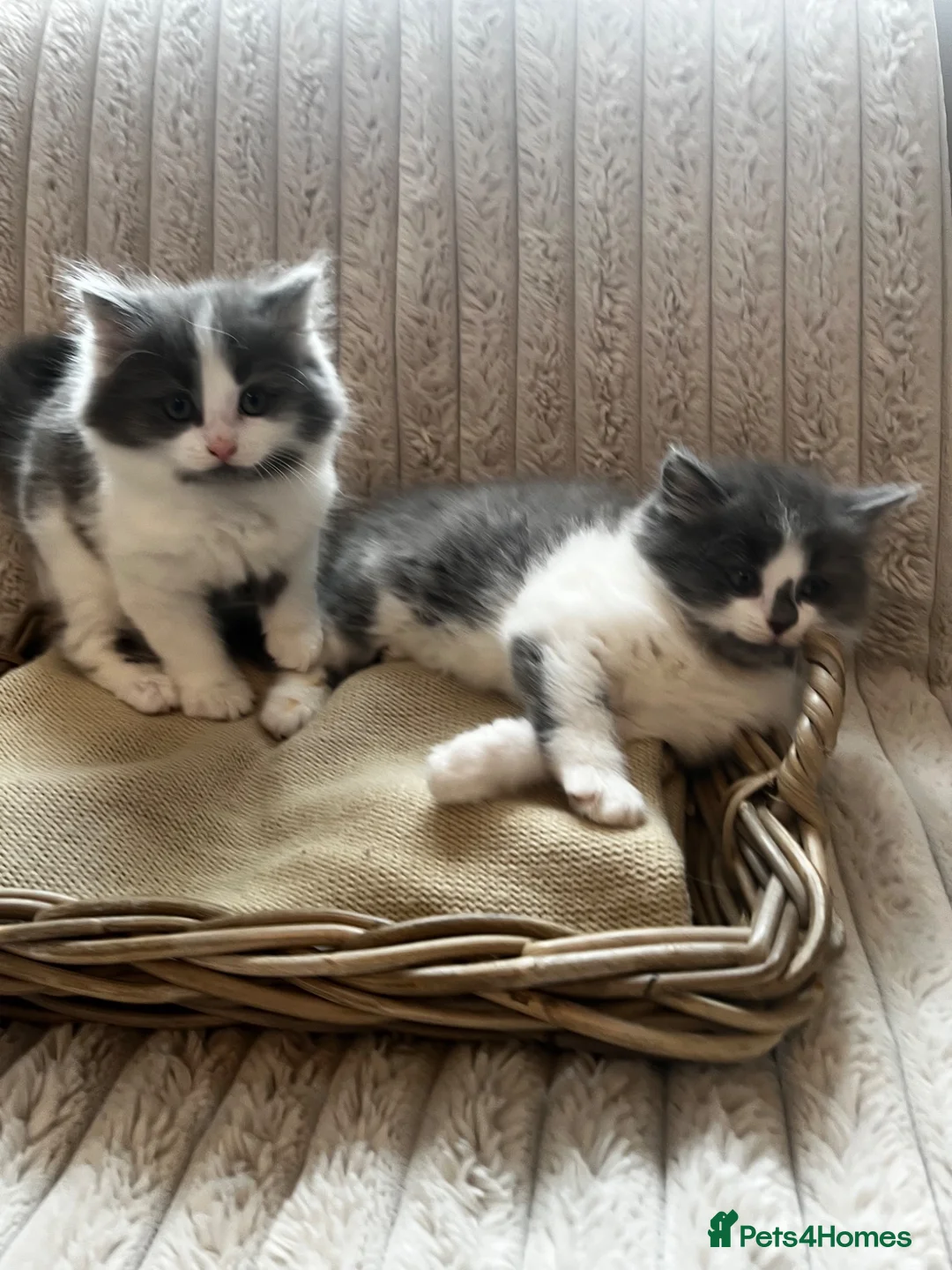 Mixed Breed cats for sale: Chunky fluffy kittens  - Advert 1