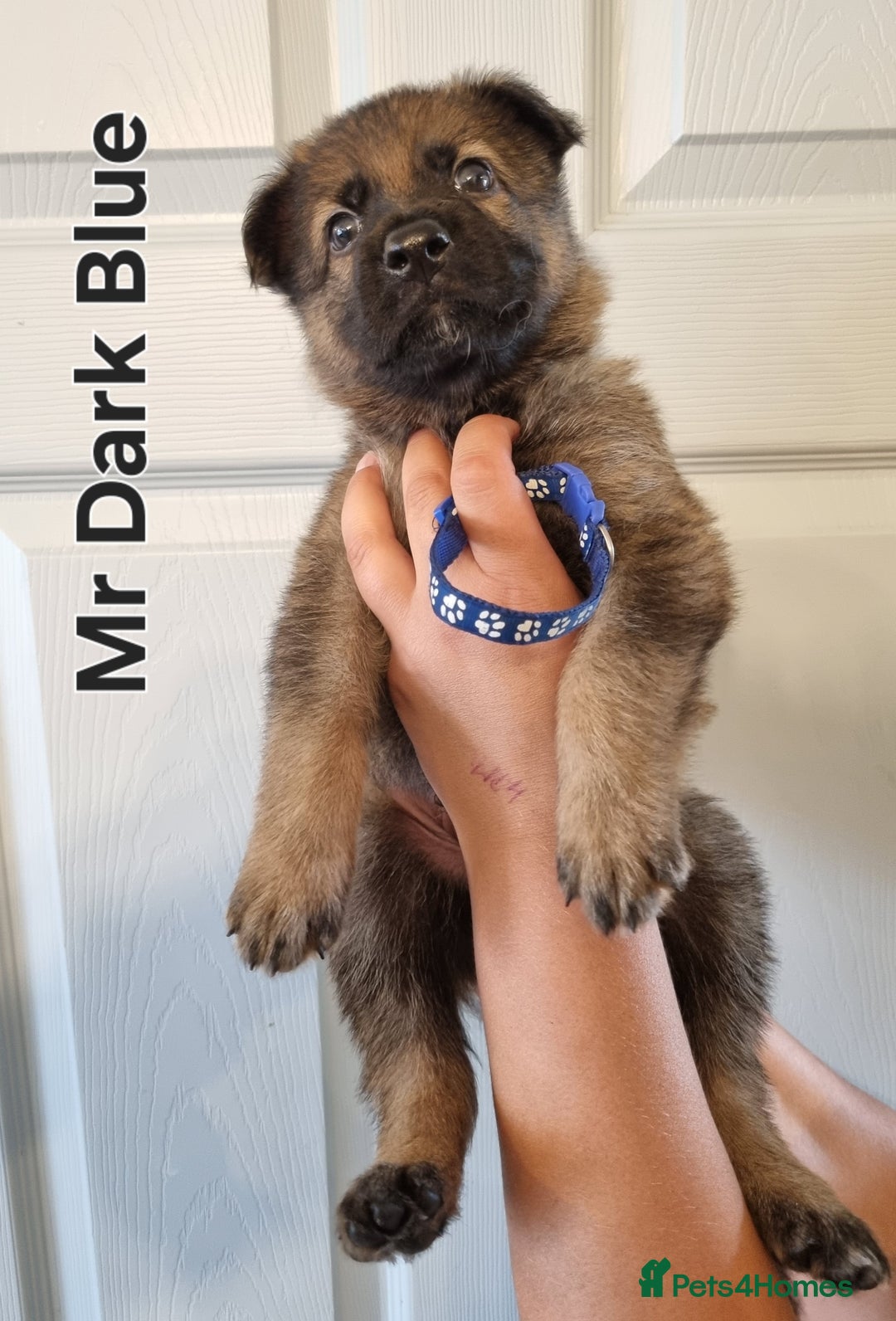 German Shepherd dogs for sale: 12 Czech KC Extensively Health Tested GSDs Puppies - Image 9