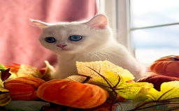 British Shorthair cats for sale: Two stunning sisters READY NOW - Image 14