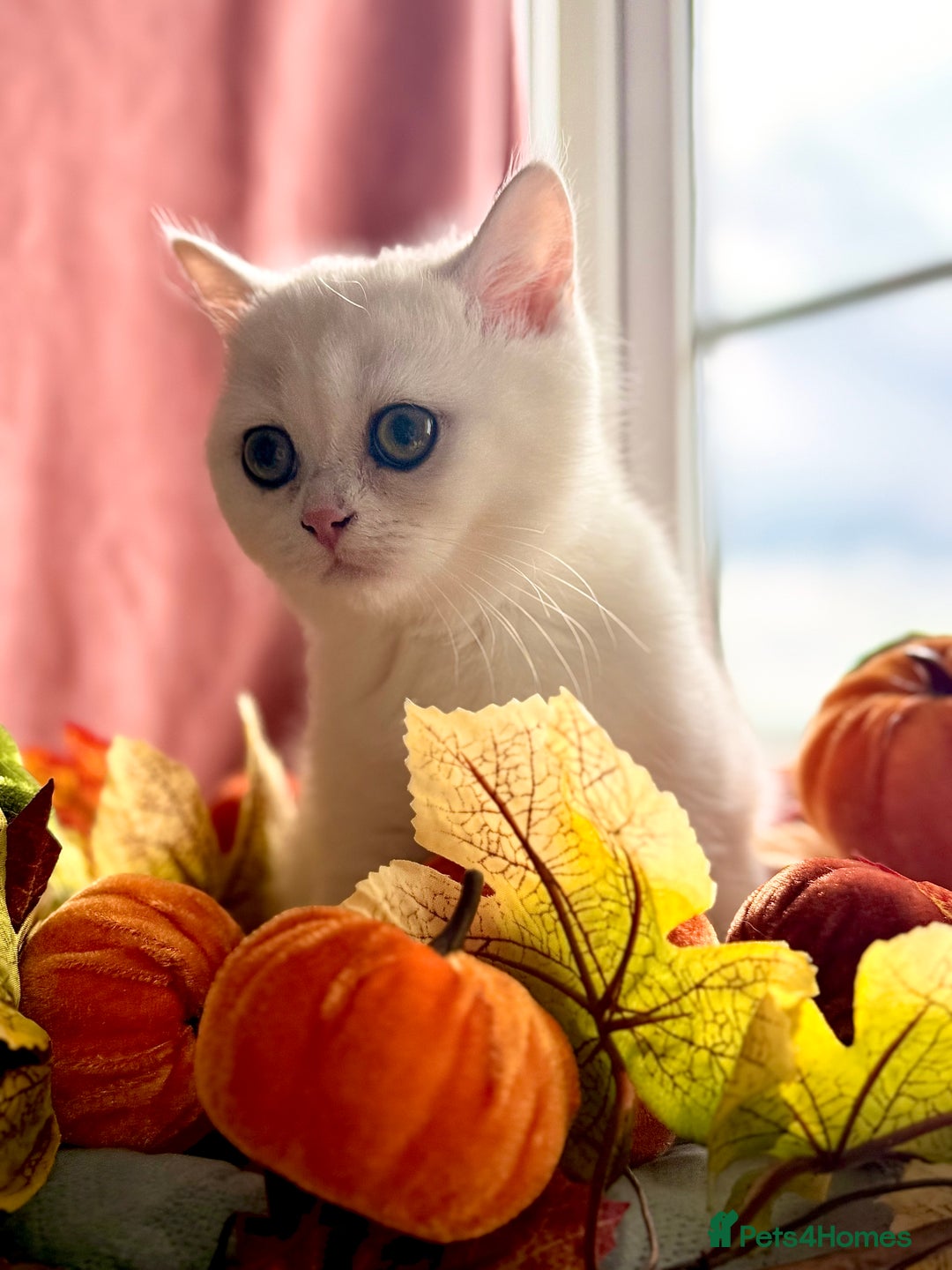 British Shorthair cats for sale: Two stunning sisters READY NOW - Image 14