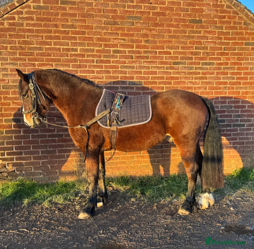 Welsh Section D horses for sale: Beautiful Welsh d gelding rising 4 - Advert 2