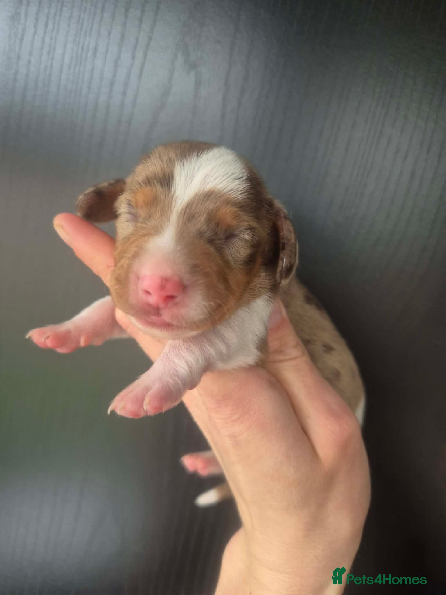 Miniature Dachshund dogs Miniature Dachshund  - Advert 6