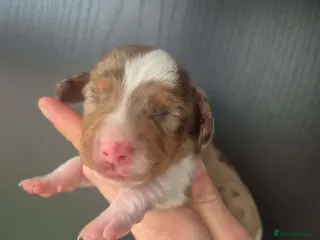 Miniature Dachshund dogs Miniature Dachshund - Advert 6