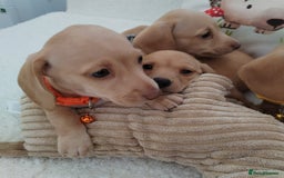Miniature Dachshund dogs for sale: MINI DACHSHUND CREAM PRA CLEAR - Image 23