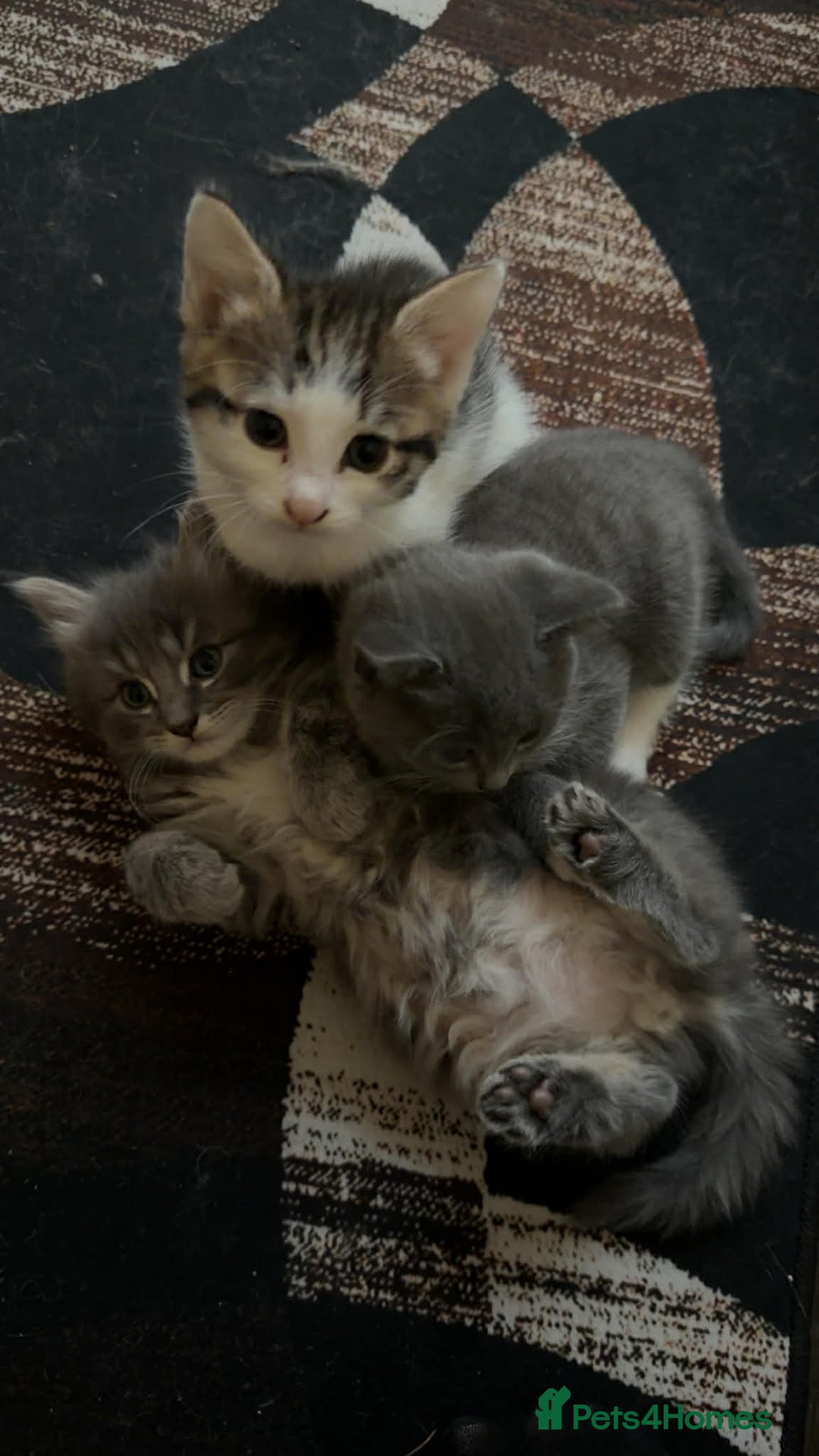 Mixed Breed cats for sale: 4 Kittens for sale - Advert 6