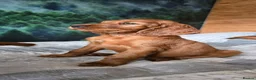 Irish Setter dogs for sale: KC Registered Beautiful Irish Setter Puppies  - Advert 2
