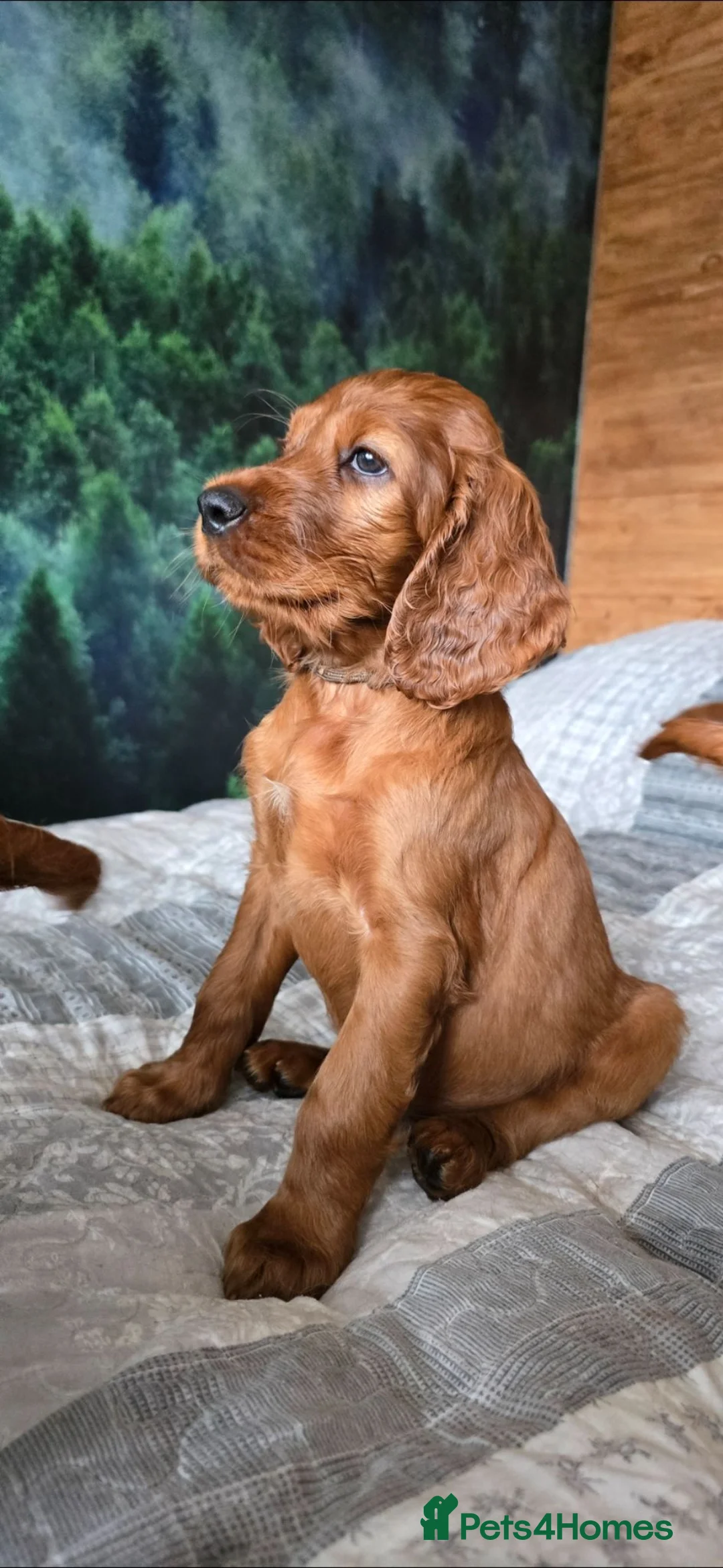 Irish Setter dogs for sale: KC Registered Beautiful Irish Setter Puppies  - Advert 2