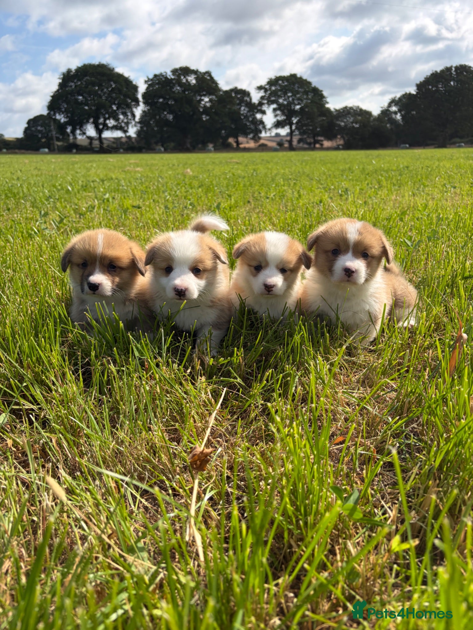 Welsh Corgi Pembroke dogs KC Registered Welsh Corgi Puppies  - Advert 1