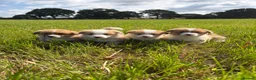 Welsh Corgi Pembroke dogs for sale: KC Registered Welsh Corgi Puppies  - Advert 1