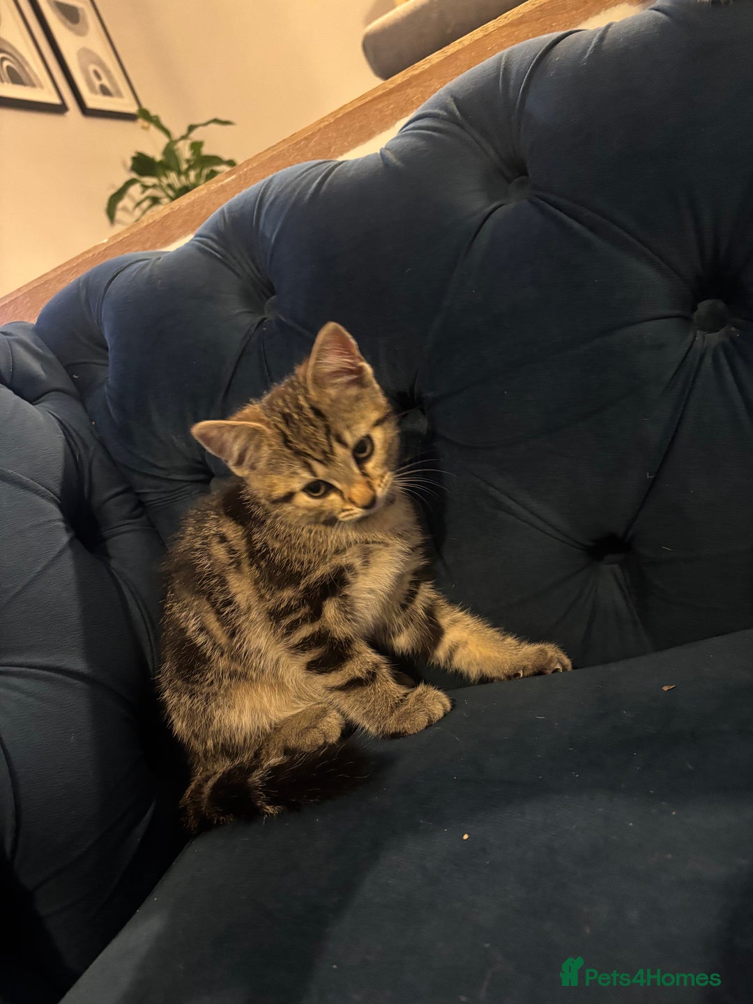 Mixed Breed cats for sale: Mix breed beautiful kittens - Image 21