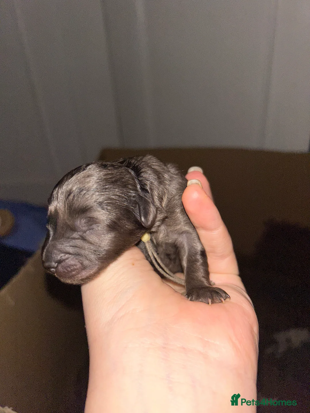 Maltipoo dogs for sale: Gorgeous maltipoo puppies  - Advert 9