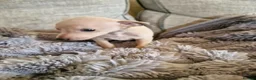 Italian Greyhound dogs for sale: KC reg Italian greyhound puppies  in Sheffield - Advert 3