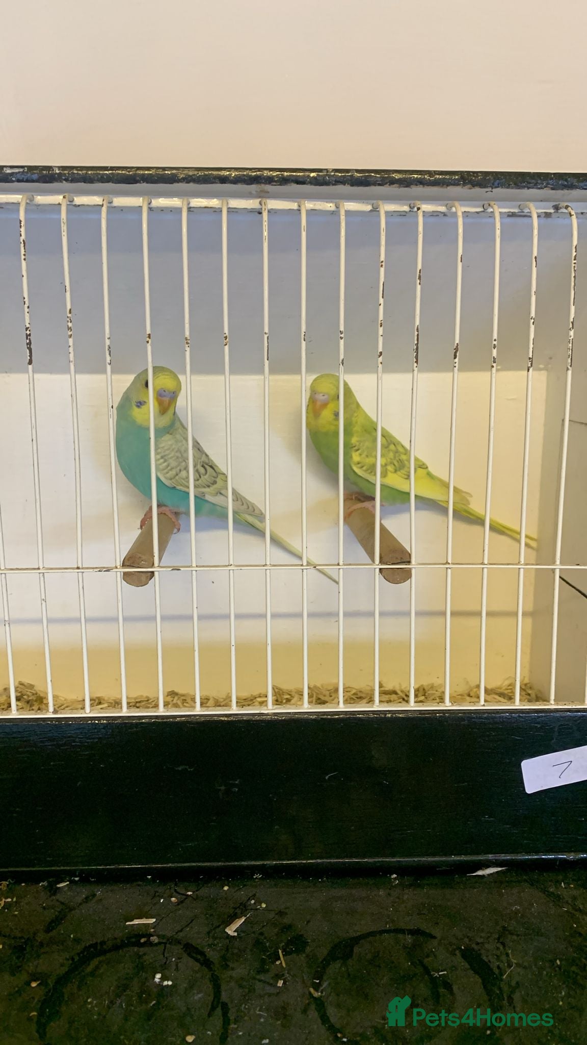 Budgerigars birds  budgies  - Advert 5