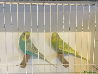 Budgerigars birds budgies - Advert 5