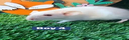 Hamster rodents for sale: Baby Dwarf Rats Males Boys Friendly  - Advert 3
