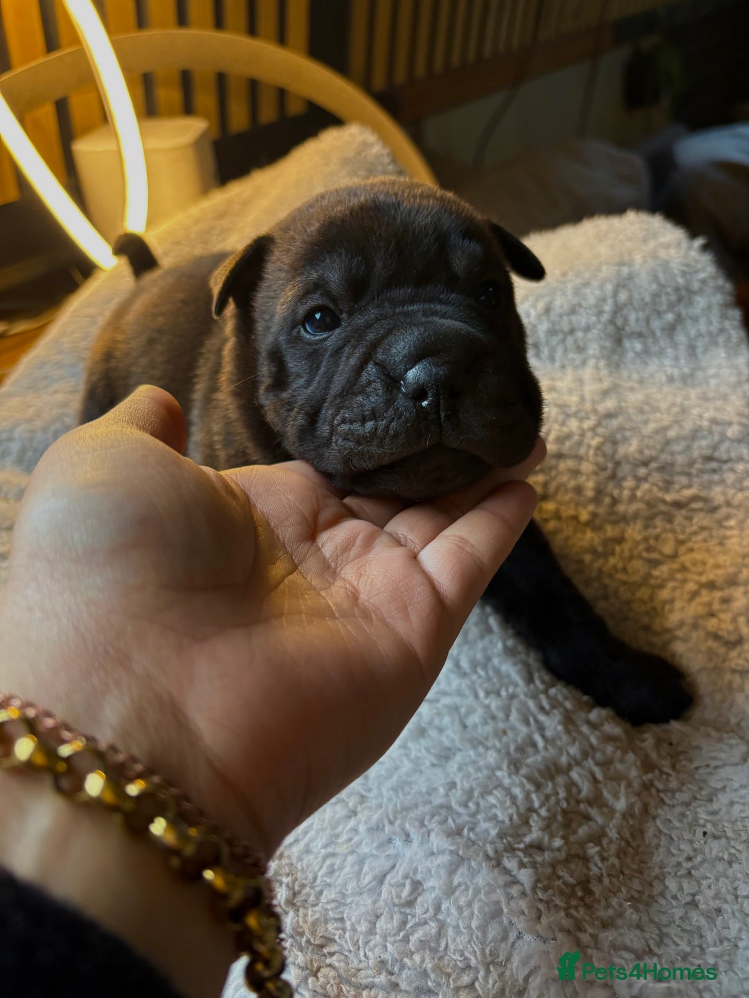 Shar Pei dogs for sale: SHARPEI PUP LAST ONE LEFT💙🐾 - Advert 3