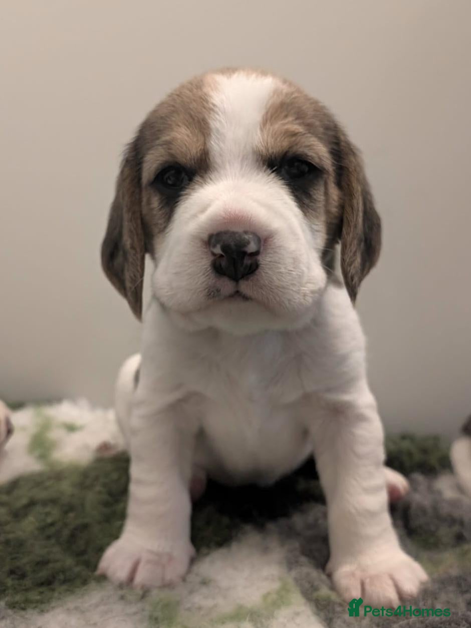 Beagle dogs for sale: Kc registered champion show line beagle puppies  - Advert 1