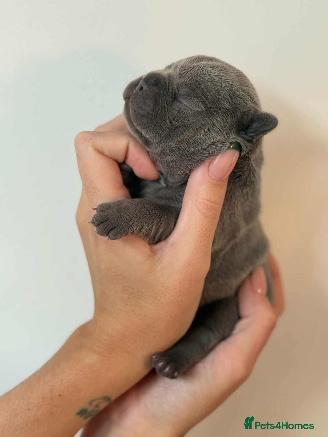 French Bulldog dogs for sale: French Bulldog Puppies - Image 9