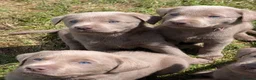 Labrador Retriever dogs for sale: Gorgeous Silver Labrador Puppies - home reared  - Advert 3