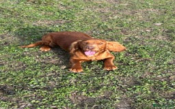 Cocker Spaniel dogs for sale: Ginger cocker Spaniel  - Image 4