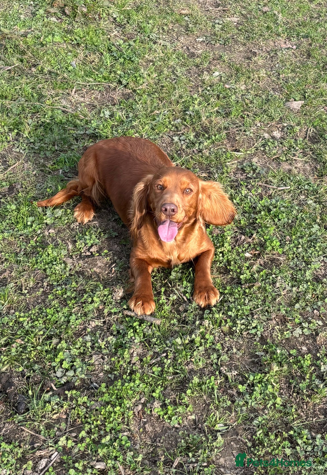 Cocker Spaniel dogs for sale: Ginger cocker Spaniel  - Image 4