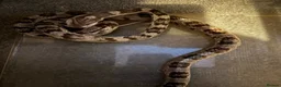 Corn Snake reptiles for sale: Corn snake for sale  in Bury Saint Edmunds - Advert 1