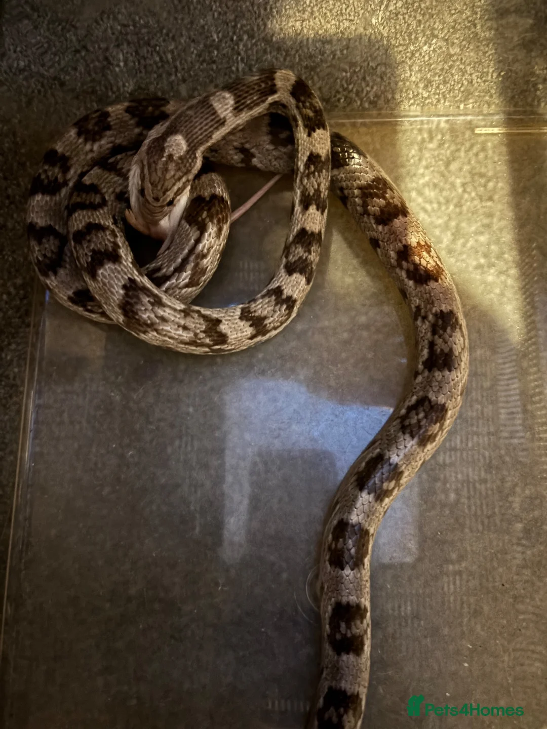 Corn Snake reptiles for sale: Corn snake for sale  in Bury Saint Edmunds - Advert 1