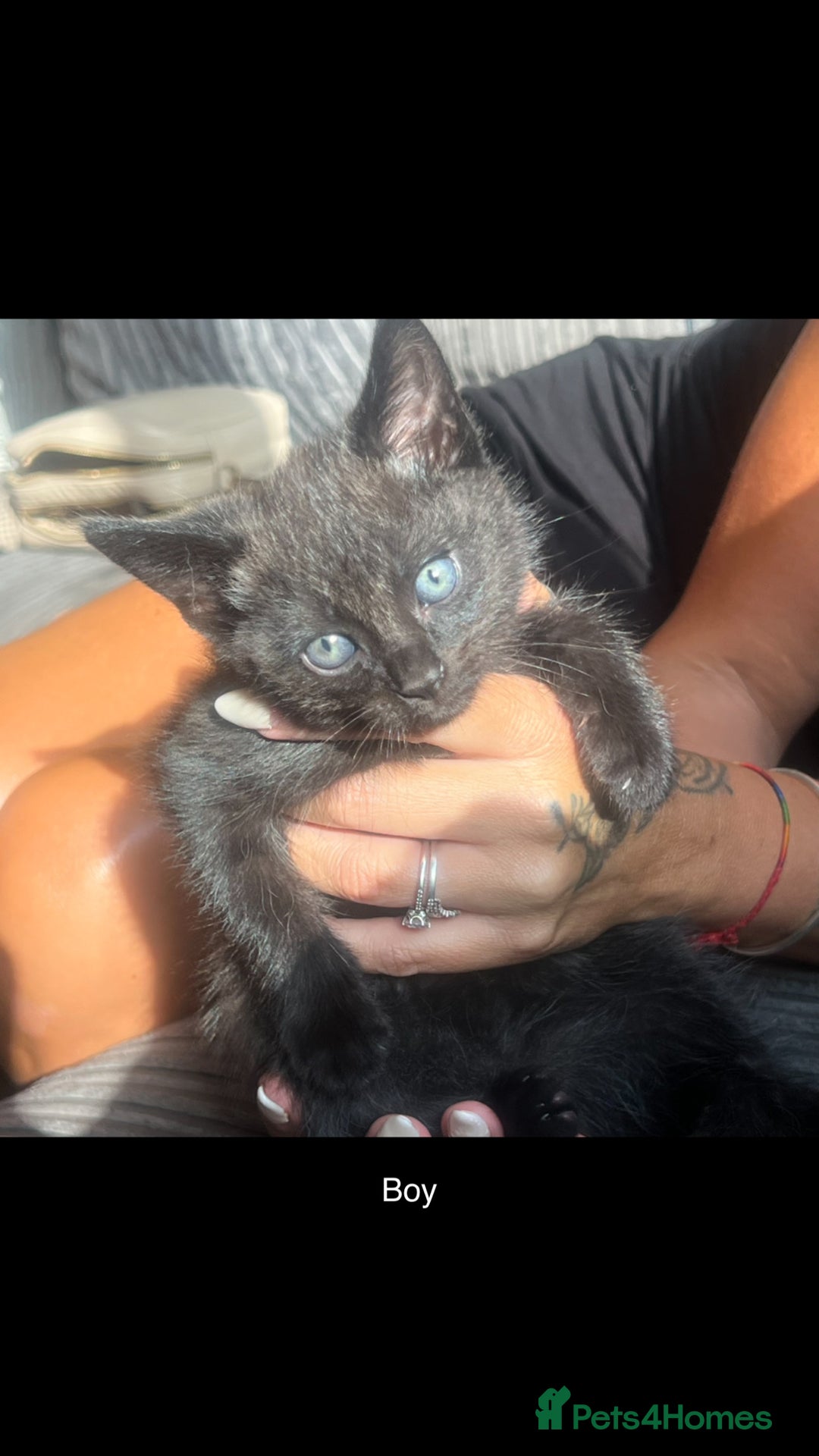 Mixed Breed cats for sale: Beautiful rare kittens - Image 8