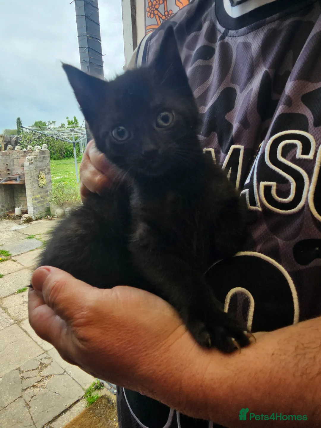 Mixed Breed cats for sale: KITTEN FOR SALE ONLY 1 GIRL LEFT - Advert 2
