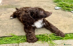 Cockapoo dogs for sale: Vet checked stunning Chocolate Cockapoo boy ready  - Image 5