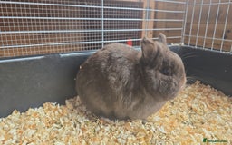 Netherland Dwarf rabbits for sale: Chocolate netherlands for sale - Image 6