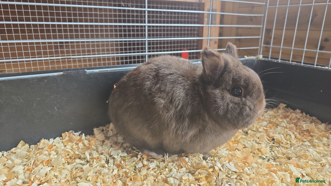 Netherland Dwarf rabbits for sale: Chocolate netherlands for sale - Image 6