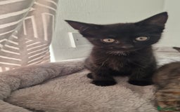 British Longhair cats for sale: 9 weeks old kitten looking for loving home - Image 8