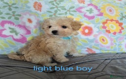 Maltipoo dogs for sale: F1 Maltipoo puppies 🐶 Just 2 girls remaining  - Advert 8