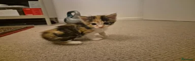Tortoise shell girl 2