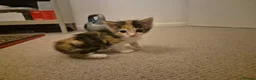 British Shorthair cats for sale: Beautiful kittens - Advert 7