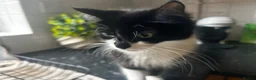 Mixed Breed cats for sale: 2 beautiful kittens for sale  - Advert 12