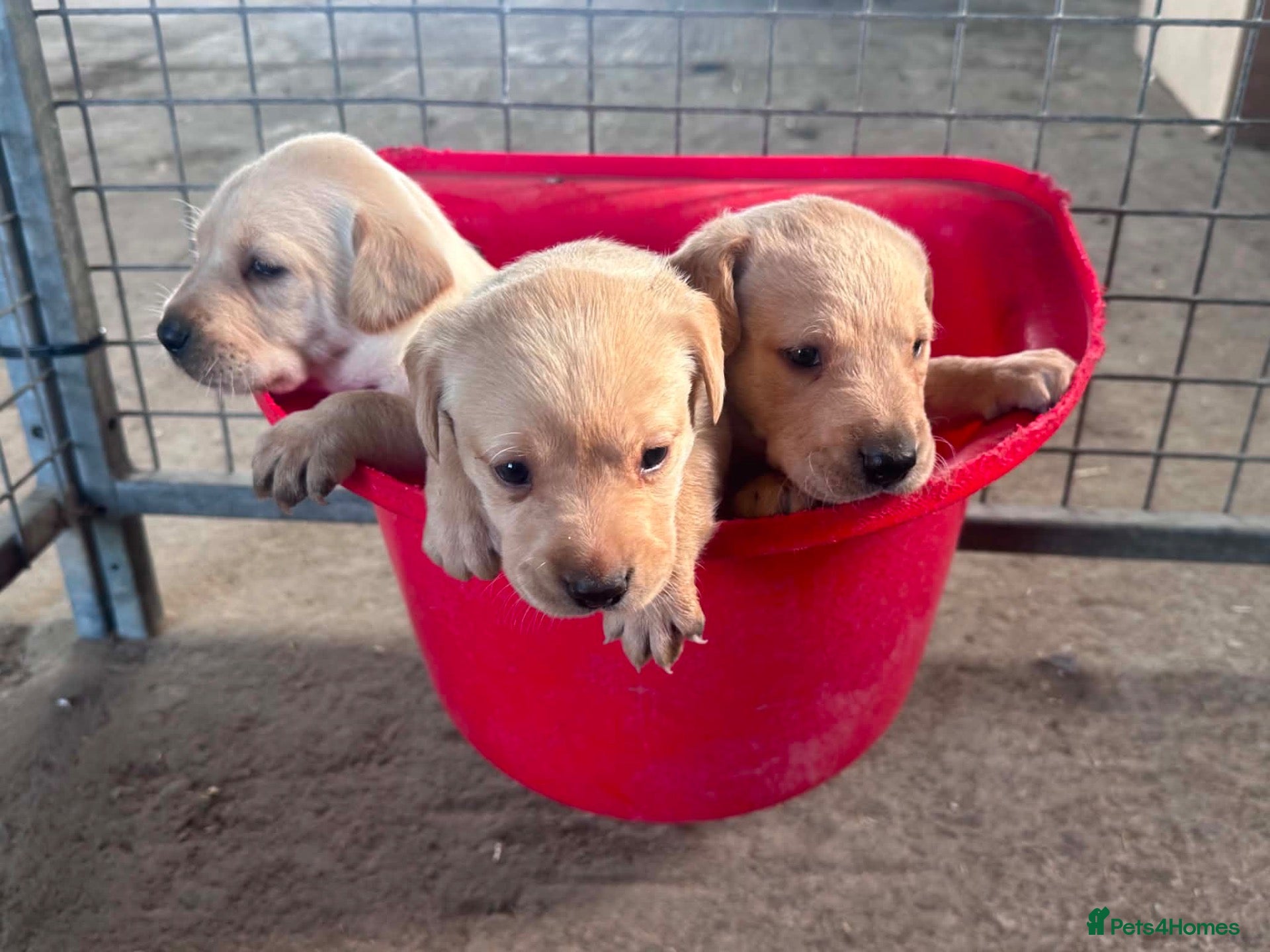 Labrador Retriever dogs Labrador puppies for sale  - Advert 1