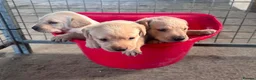 Labrador Retriever dogs for sale: Labrador puppies for sale  in Morpeth - Advert 1