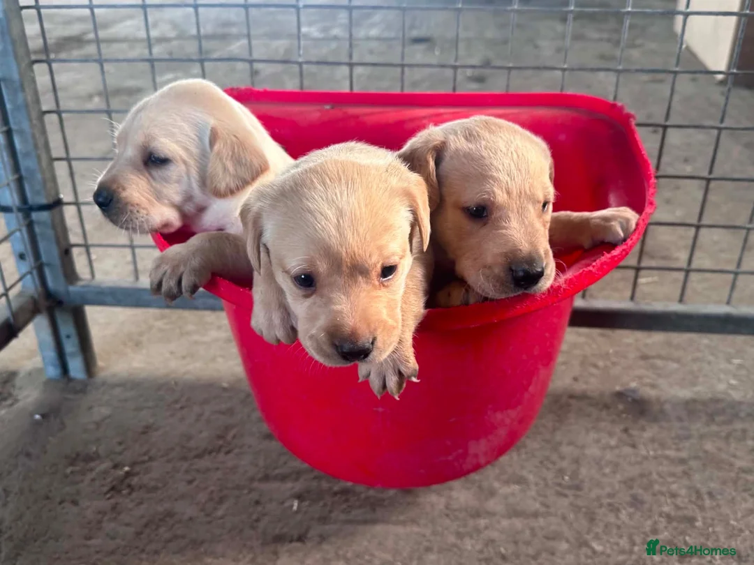 Labrador Retriever dogs for sale: Labrador puppies for sale  in Morpeth - Advert 1