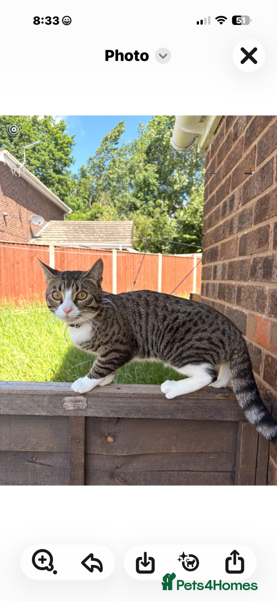 Mixed Breed cats Bengal x main coon - Advert 4