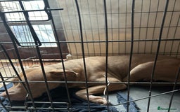 Mixed Breed dogs for sale: Dog Looking to be rehomed - Image 2