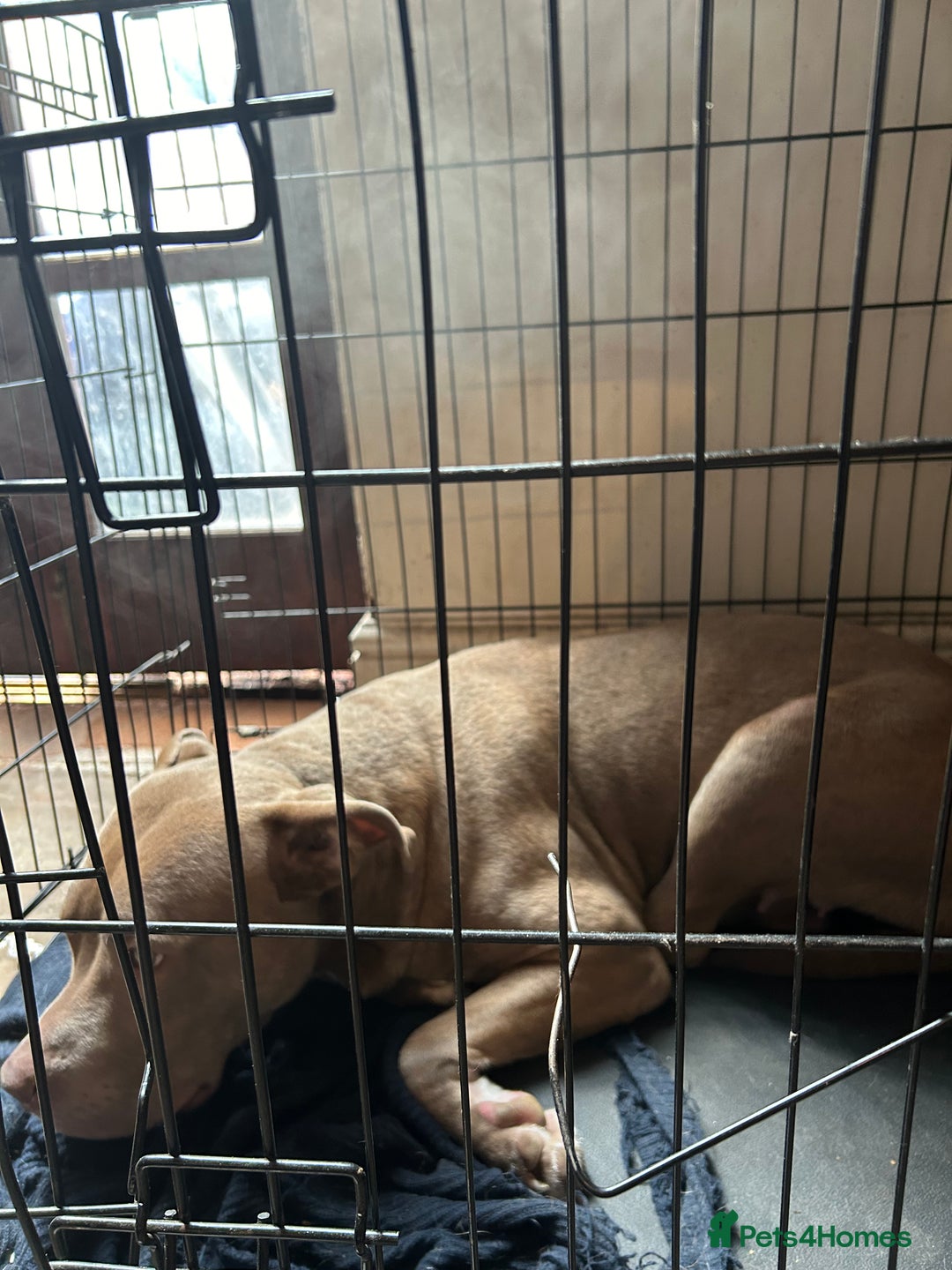 Mixed Breed dogs for sale: Dog Looking to be rehomed - Image 2