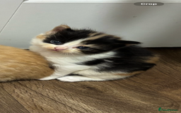 Mixed Breed cats for sale: Kittens  - Image 6